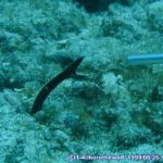 ハナヒゲウツボ