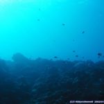 沖縄県石垣島 沖の根