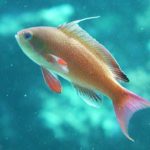 キンギョハナダイ