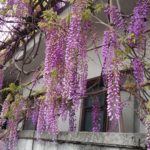 藤の花