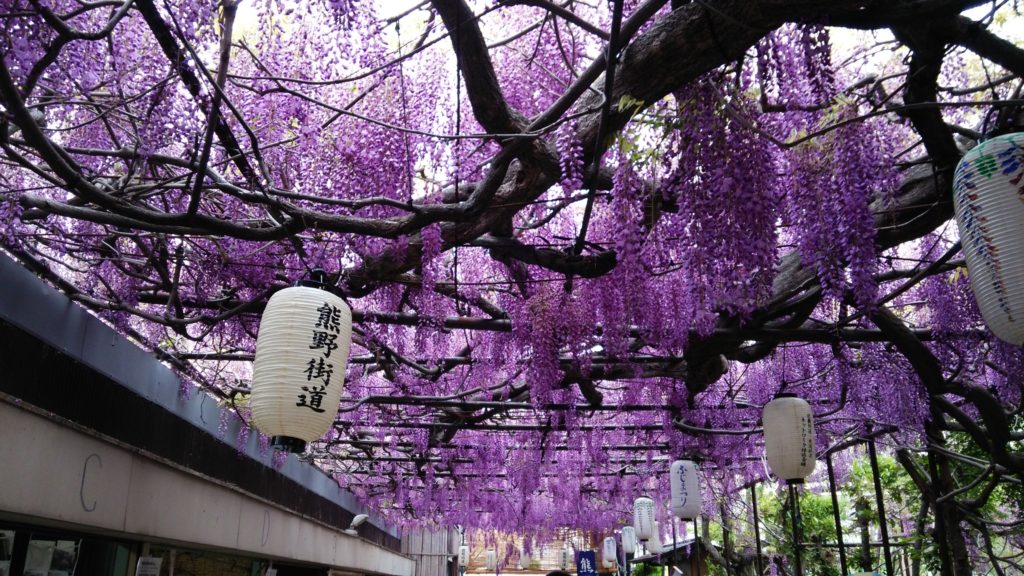 藤の花