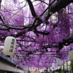 藤の花