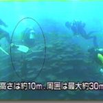 珊瑚の説明