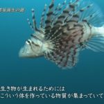 ミノカサゴ