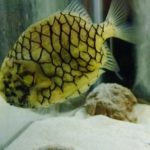 マツカサウオ