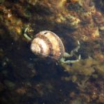 ヤドカリsp