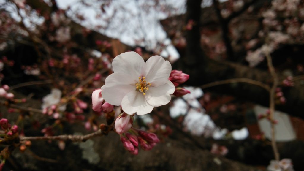 桜一輪