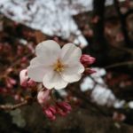 桜一輪