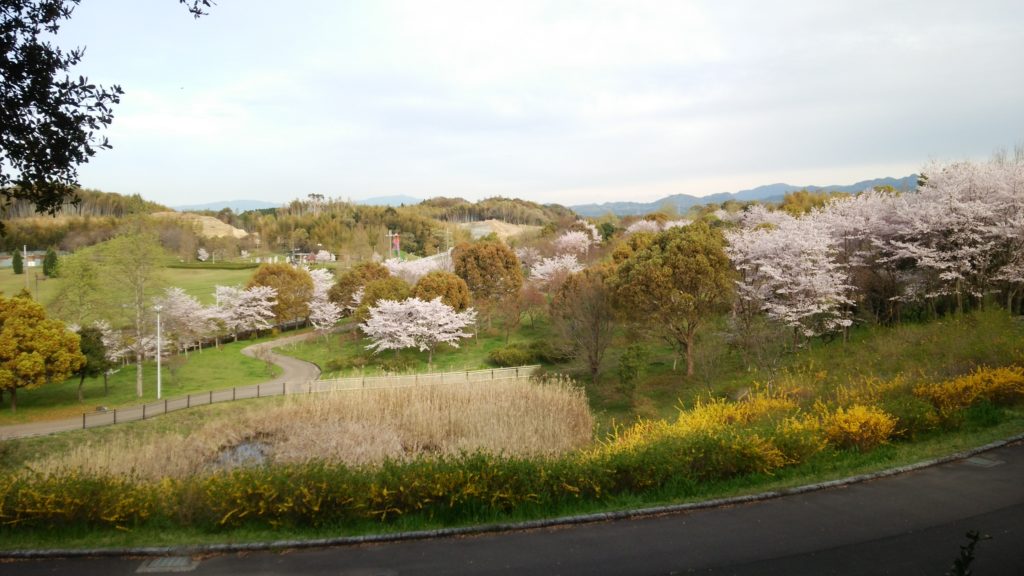 府営公園の桜