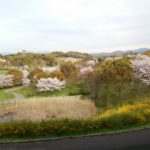 府営公園の桜