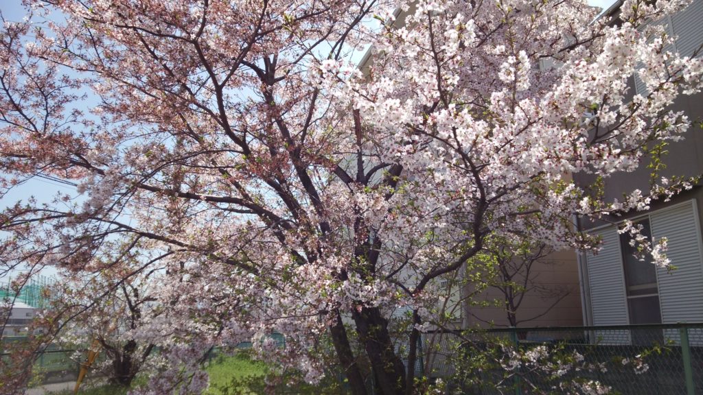 桜も散ってきた