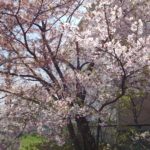 桜も散ってきた