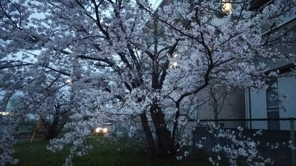 夜桜