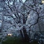 夜桜