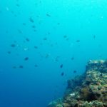 吉右衛門出しで群れる魚