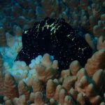 ウミウサギ