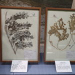 海浜植物標本