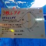 ミナミヒシダイの説明