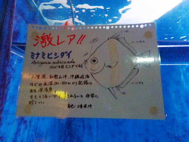 ミナミヒシダイの説明