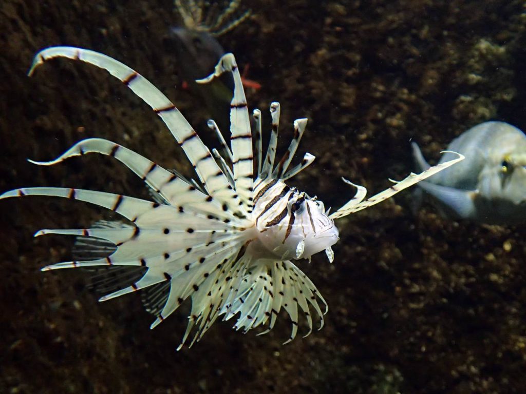 ミノカサゴ