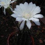 サボテンの花