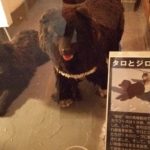タロとジロ