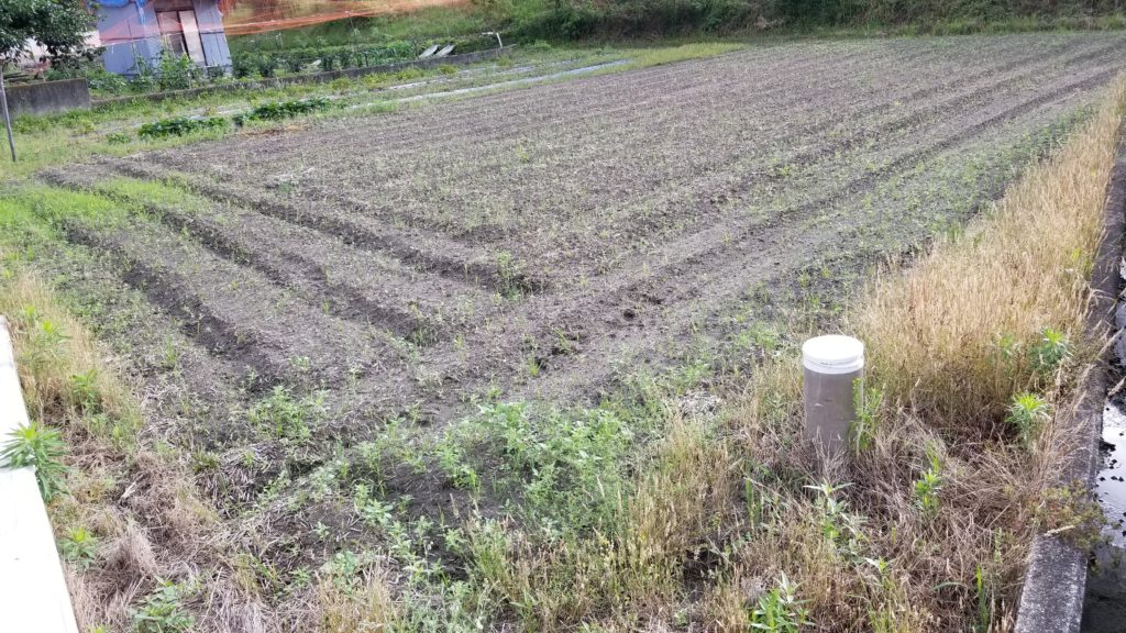 田んぼ20180611