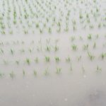 田んぼ20180706