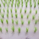 田んぼ20180707