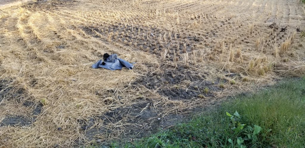 田んぼ20181025