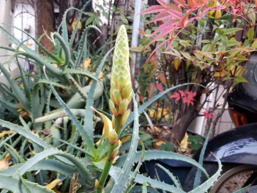 アロエの花_20191220