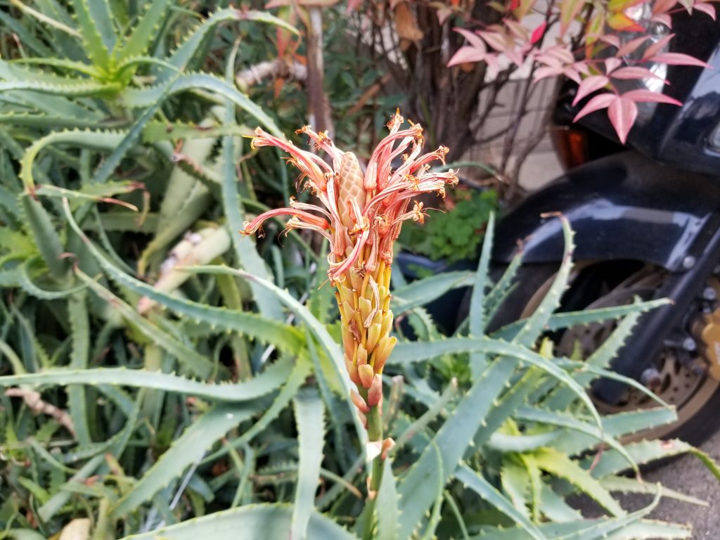 アロエの花_20200313