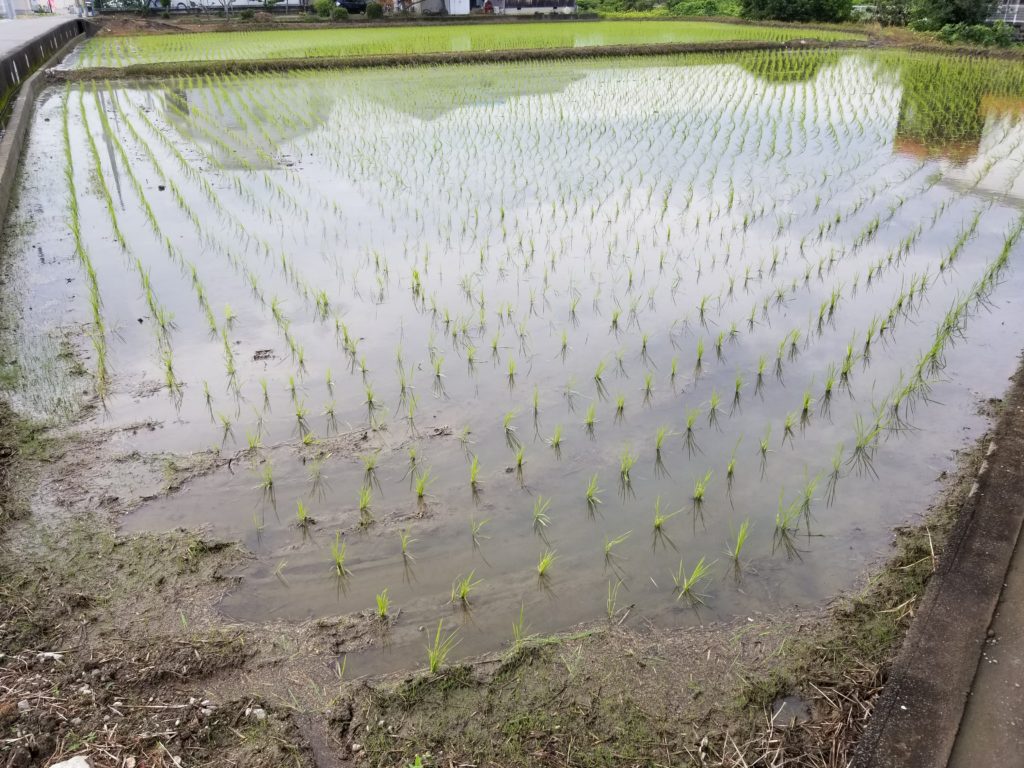 田んぼ_20200701