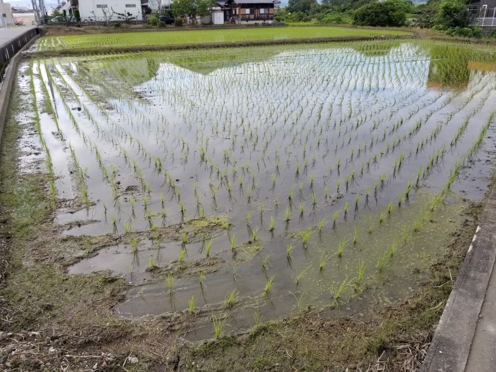 田んぼ_20200702