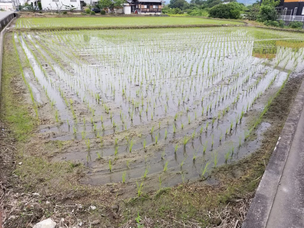 田んぼ_20200703