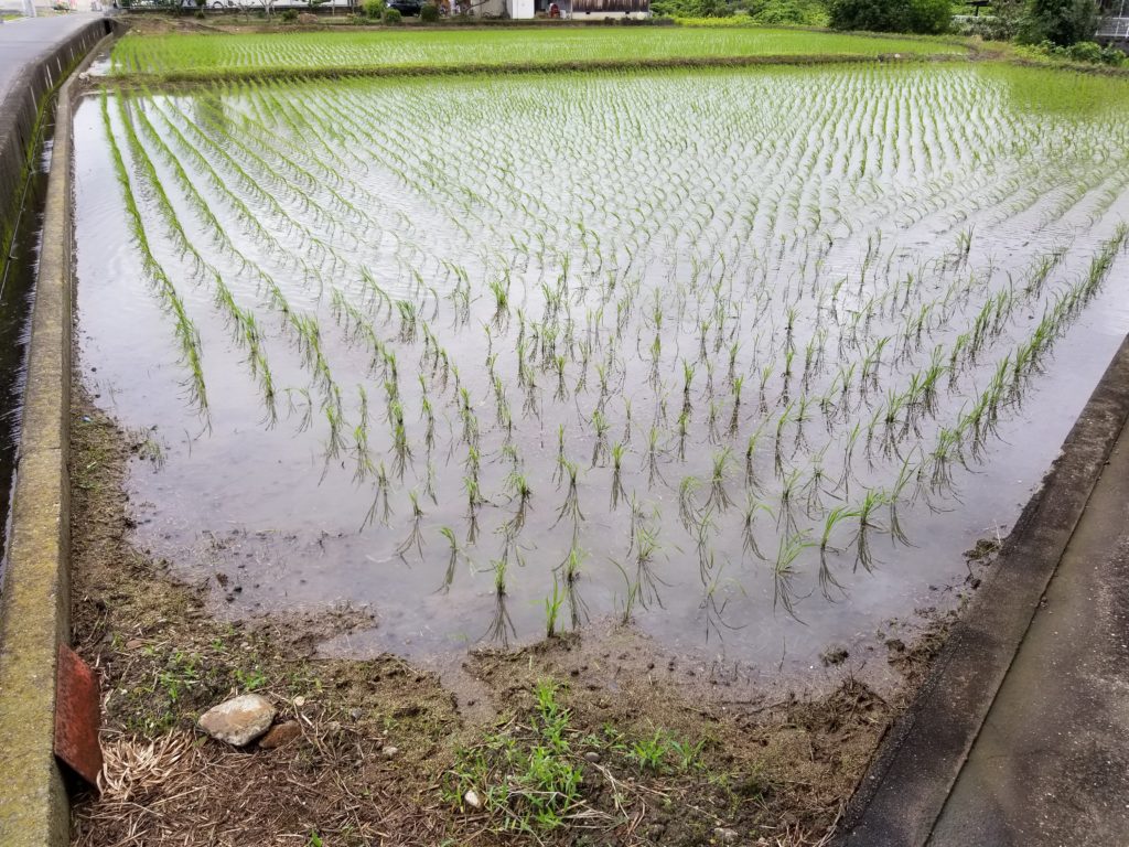 田んぼ_20200707