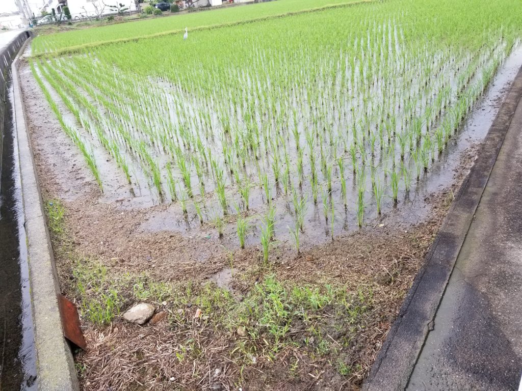 田んぼ_20200713