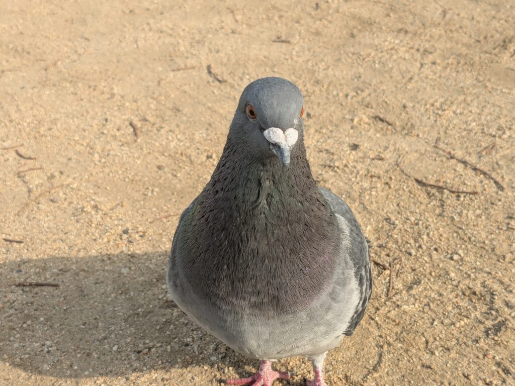 ハト